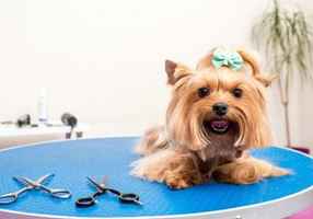 pet-grooming-and-supply-franchise-in-austin-austin-texas